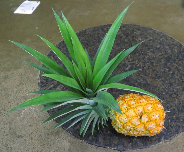 Home-grown pineapple