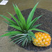 Home-grown pineapple