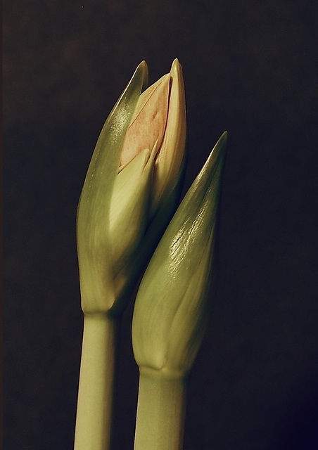 Fast growing Amaryllis