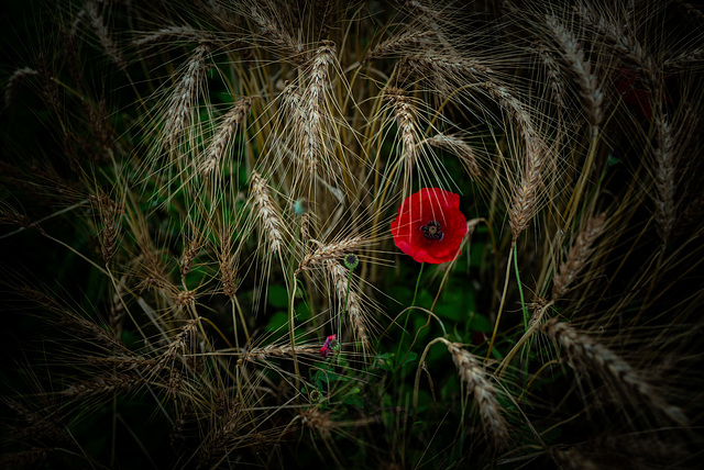 Poppy in wheat field