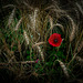 Poppy in wheat field