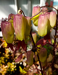 Strange flowers...