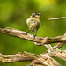 Blue tit