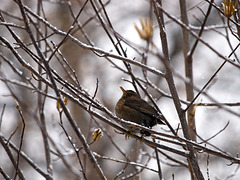 Brrr... that cold! - Burcina Park, Biella