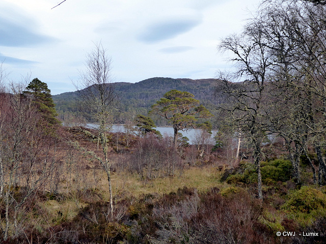 Glen Affric