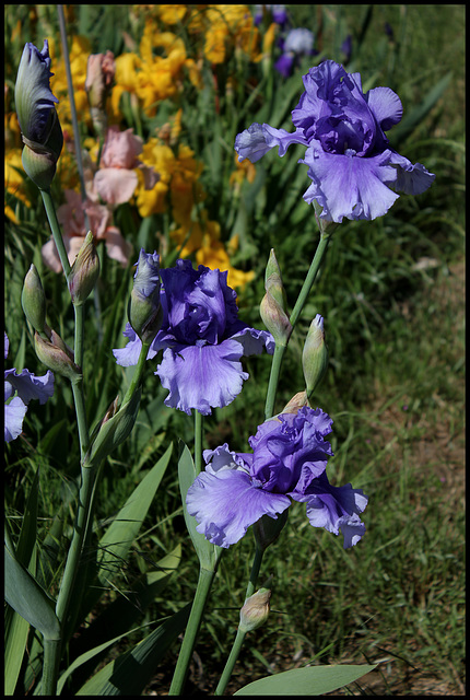 Honky Tonk Blue (2)