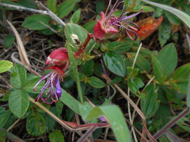 DSCN5271 - quaresmeira Tibouchina urvilleana, Melastomataceae