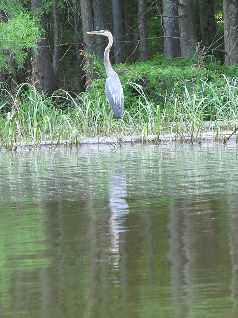 Great blue heron