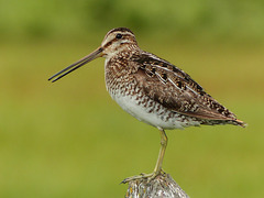 Wilson's Snipe / Gallinago delicata