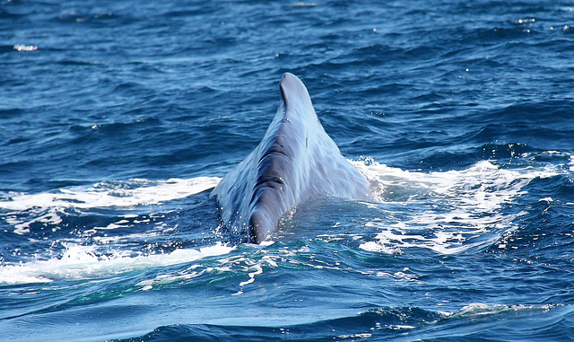 New Zealand/ Kaikoura