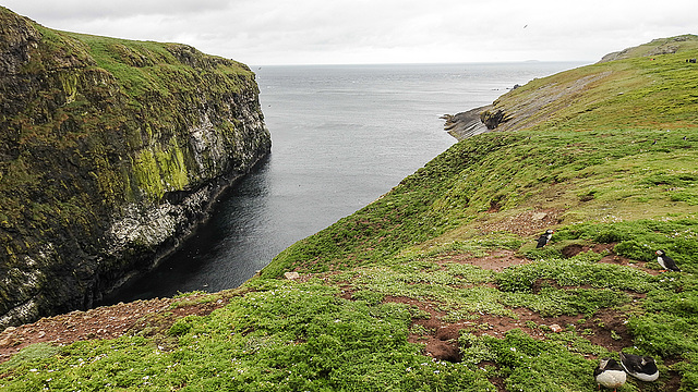 20190612 5108CPw [R~GB] Papageitaucher, Skomer, Wales