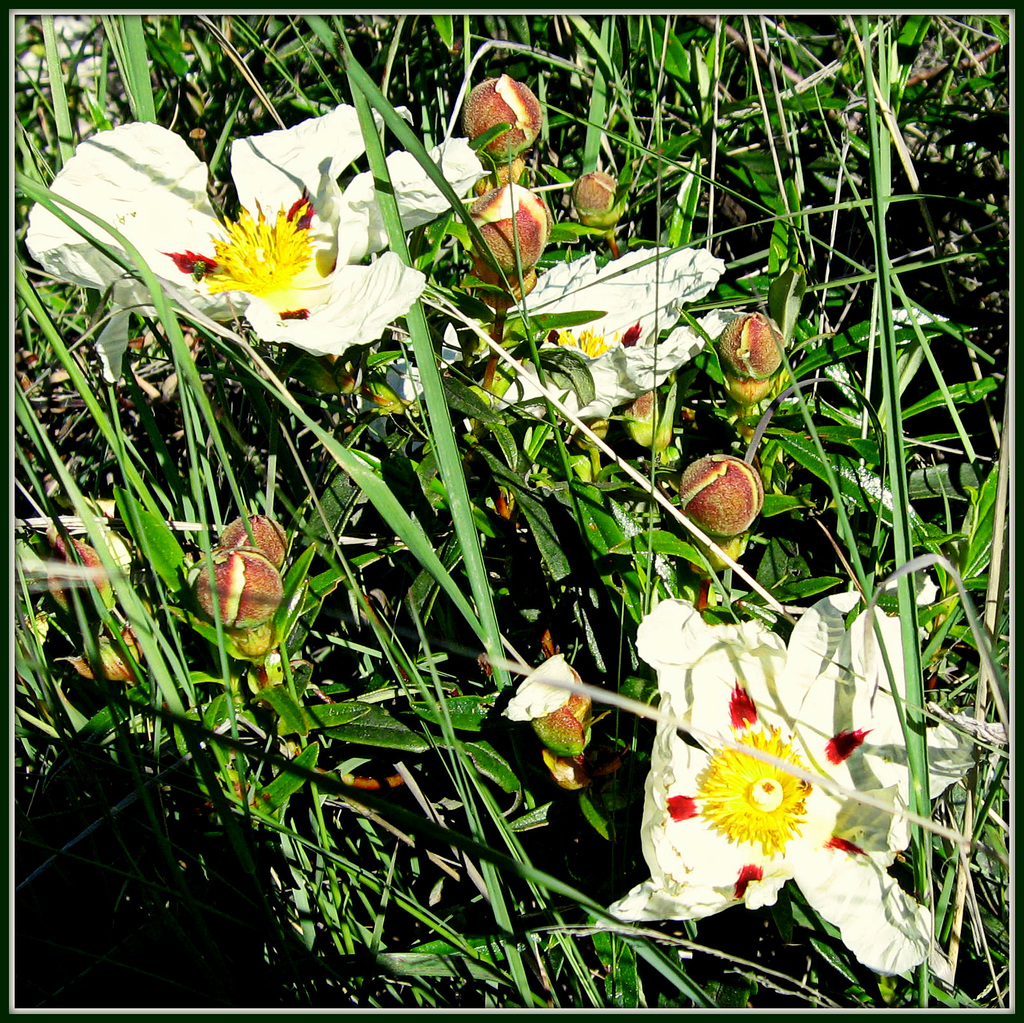 Cistus, jara or rock rose.