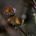 Large Skipper Butterflies