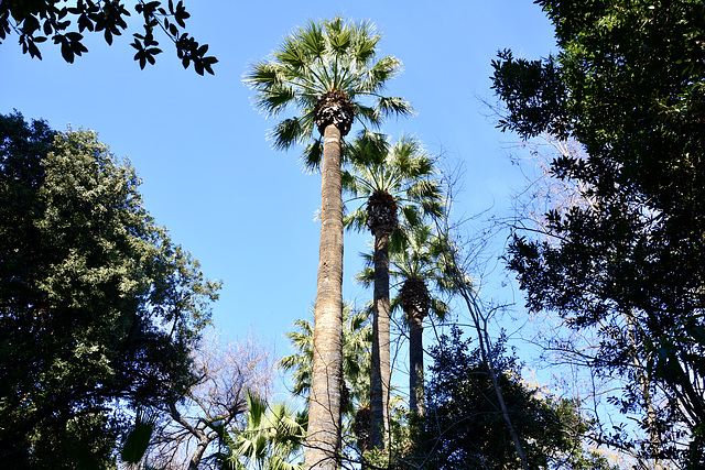 Athens 2020 – Palm trees