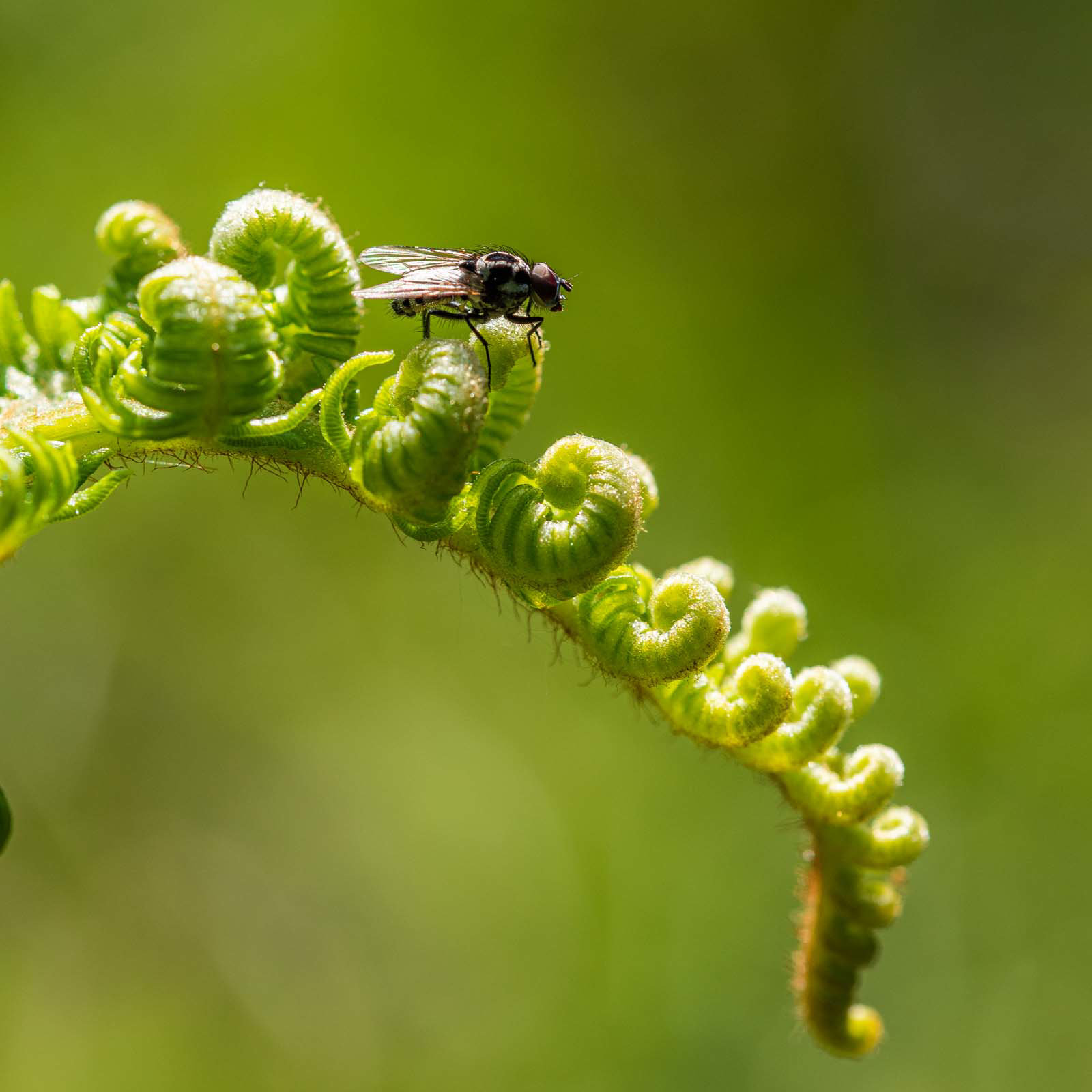 Fly macro