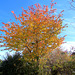 Autumn Tree