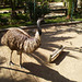 Emus (Dromaius novaehollandie).