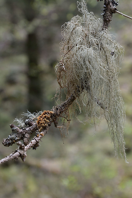 Queen Elizabeth Forest Park tree  lichen