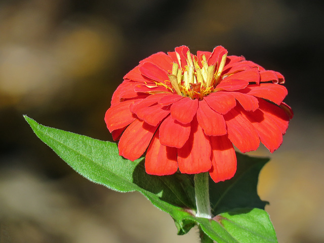 Garden flower