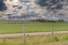 fence line and dead trees