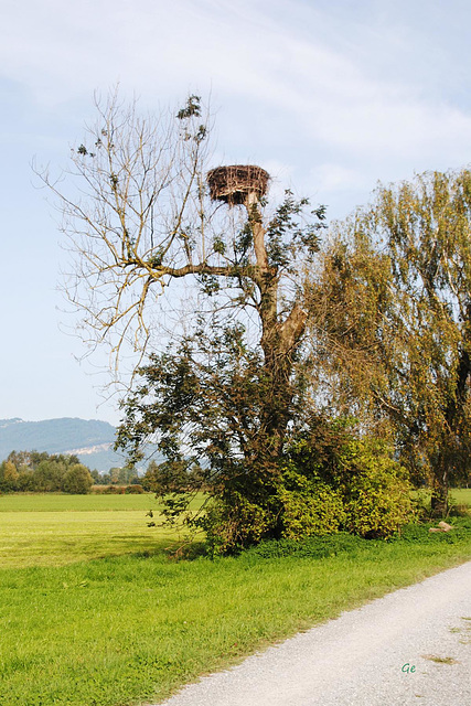 leeres  Storchennnest