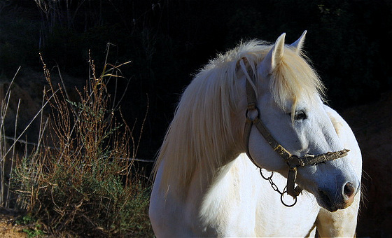 Cheval blanc