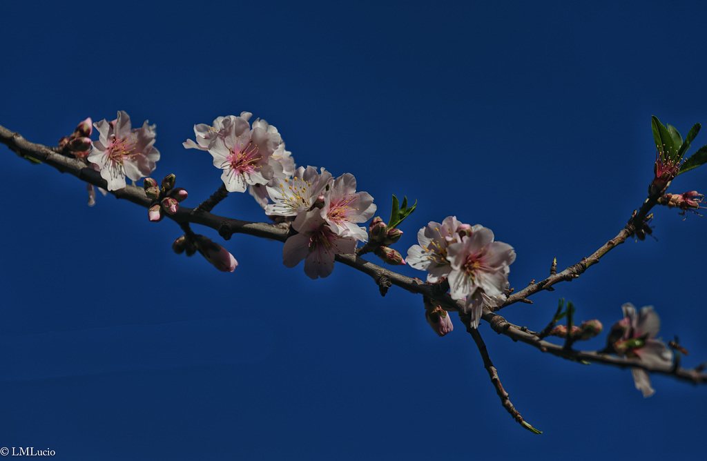 Almendros en flor