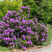 141-365, Rhododendron 141-365, Rhododendron