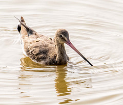 Black tailed godwit