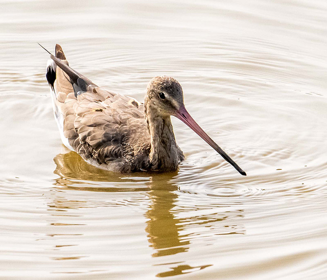 Black tailed godwit