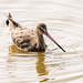 Black tailed godwit