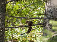 Squirrel on the branch - Burcina Park, Biella