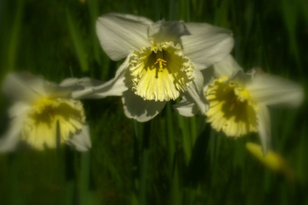 Jonquilles