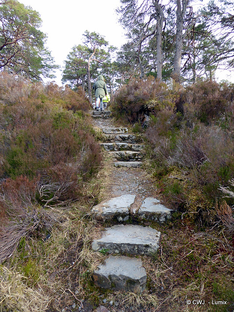 Glen Affric