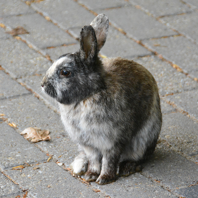 The Wise Old Rabbit