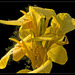 Canna indica