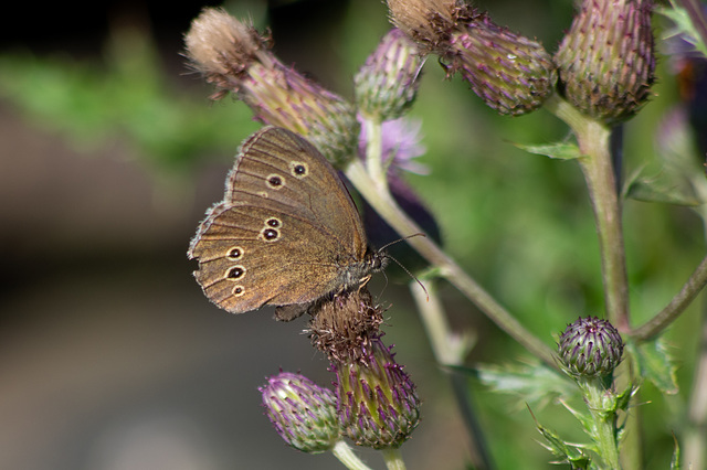 Ringlet Butterfly Ringlet Butterfly