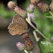 Ringlet Butterfly