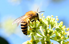 Wildbiene auf einer Efeublüte