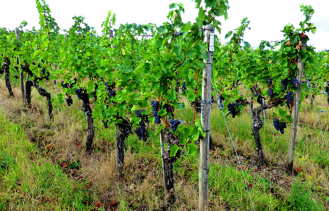 In Bachemer Weinlagen