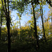 Fforest Fawr