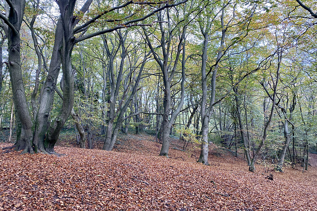 Bloemendaal 2021 – Caprera park