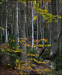 Ambient tardà