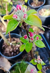 Buds