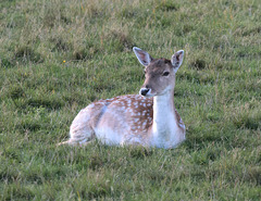 EF7A5206-CR2 DxO DeepPRIME -1FallowDeerv3