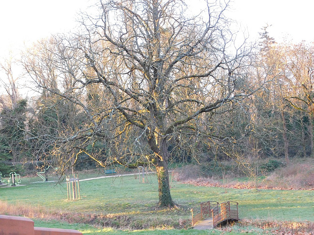 Parc du Bosquet (devant chez moi) en Drôme**********Lumière matinale*****