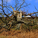 Tree down on White Brow