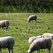 20140908 4904VRAw [NL] Star (Sturnus vulgaris), Schafe, Terschelling