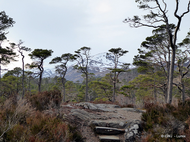 Glen Affric