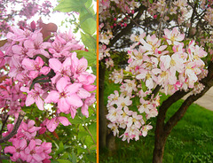087 Die Blüten der Prunus- Arten gehören zum Frühling